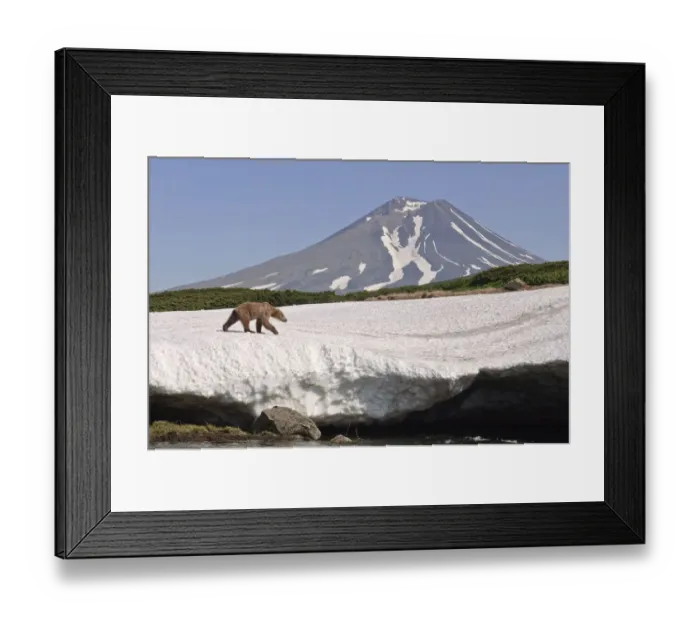 Framed Print : Brown bear (Ursus arctos) walking over edge of snow field with volcano in background Framed Print : Brown bear (Ursus arctos) walking over edge of snow field with volcano in background
