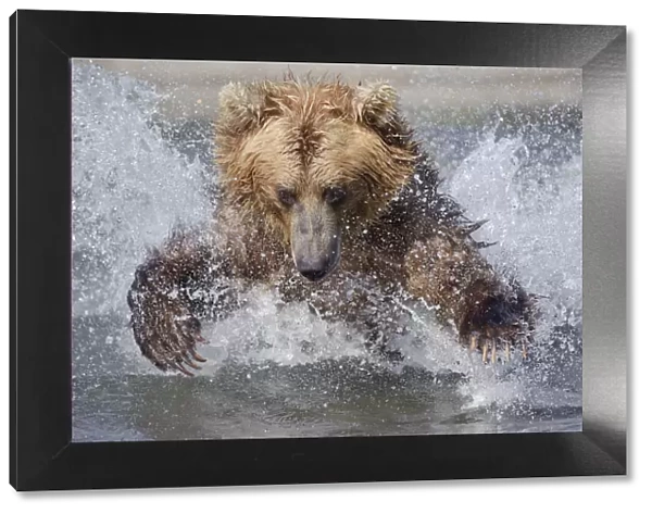 Brown bear (Ursus arctos) leaping through water to catch salmon in river, Kamchatka
