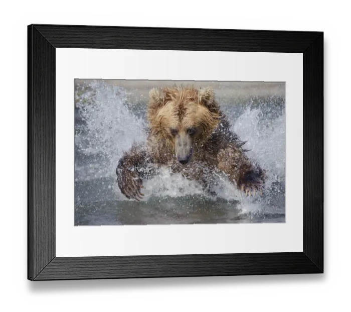 Framed Print : Brown bear (Ursus arctos) leaping through water to catch salmon in river, Kamchatka Framed Print : Brown bear (Ursus arctos) leaping through water to catch salmon in river, Kamchatka