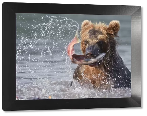 Brown bear (Ursus arctos) catching migration salmon in river, Kamchatka, Far east Russia