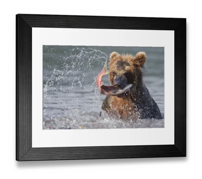 Framed Print : Brown bear (Ursus arctos) catching migration salmon in river, Kamchatka, Far east Russia Framed Print : Brown bear (Ursus arctos) catching migration salmon in river, Kamchatka, Far east Russia