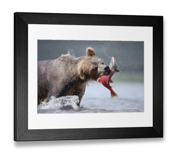 Framed Print : Brown bear (Ursus arctos) catching salmon in river, Kamchatka, Far east Russia, August Framed Print : Brown bear (Ursus arctos) catching salmon in river, Kamchatka, Far east Russia, August