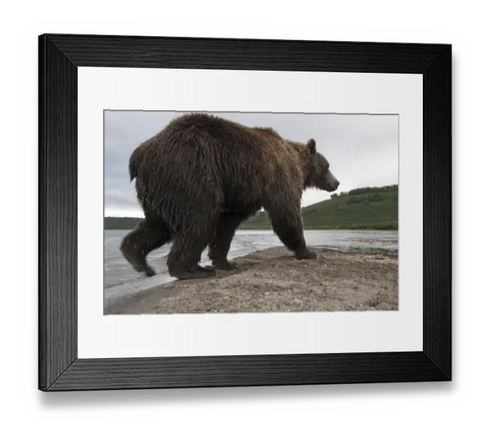 Framed Print : Brown bear (Ursus arctos) walking beside lake, Kamchatka, Far east Russia, August