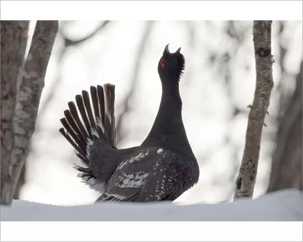 Capercaillie (Tetrao urogallus) male displaying and calling at lek, Kamchatka, Far east Russia