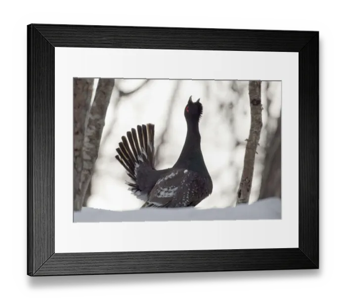 Framed Print : Capercaillie (Tetrao urogallus) male displaying and calling at lek, Kamchatka, Far east Russia Framed Print : Capercaillie (Tetrao urogallus) male displaying and calling at lek, Kamchatka, Far east Russia