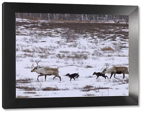 Caribou  /  Reindeer (Rangifer tarandus) crossing winter landscape with young, Kamchatka