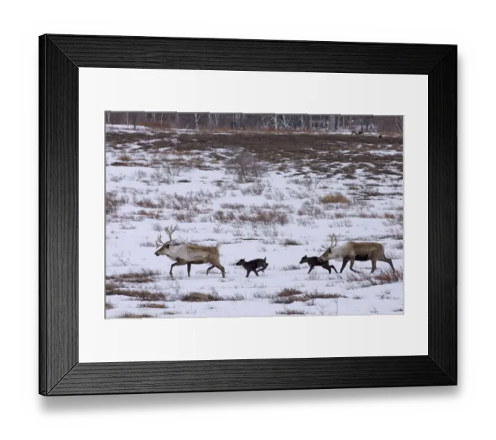 Framed Print : Caribou / Reindeer (Rangifer tarandus) crossing winter landscape with young, Kamchatka Framed Print : Caribou / Reindeer (Rangifer tarandus) crossing winter landscape with young, Kamchatka