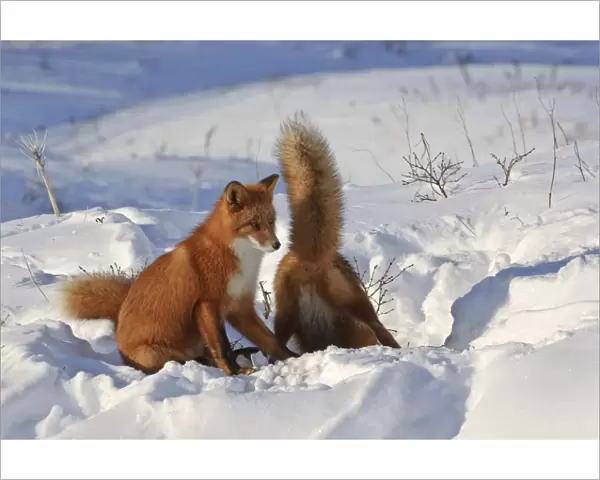Red fox (Vulpes vulpes) two foxes at den in deep snow, Kamchatka, Far east Russia