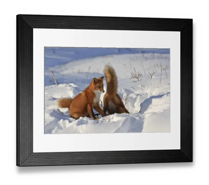 Framed Print : Red fox (Vulpes vulpes) two foxes at den in deep snow, Kamchatka, Far east Russia Framed Print : Red fox (Vulpes vulpes) two foxes at den in deep snow, Kamchatka, Far east Russia