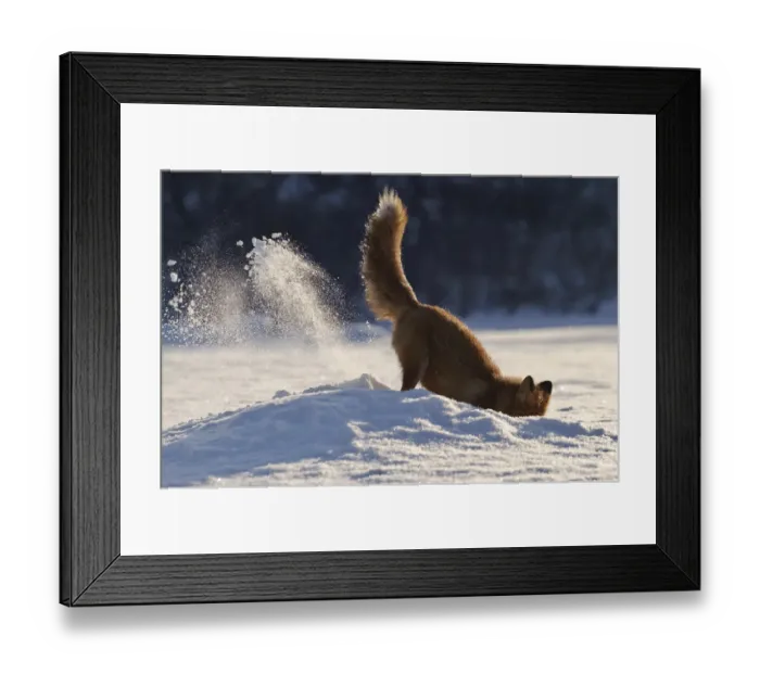Framed Print : Red fox (Vulpes vulpes) digging in snow, Kamchatka, Far east Russia, January Framed Print : Red fox (Vulpes vulpes) digging in snow, Kamchatka, Far east Russia, January
