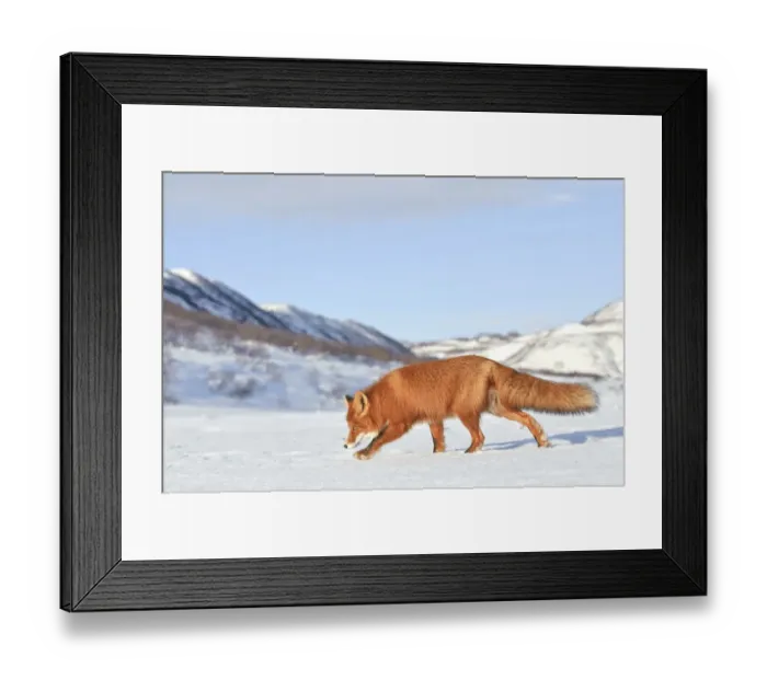 Framed Print : Red fox (Vulpes vulpes) walking in snow, Kamchatka, Far east Russia, January Framed Print : Red fox (Vulpes vulpes) walking in snow, Kamchatka, Far east Russia, January