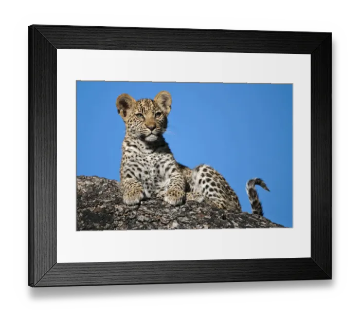 Framed Print : Leopard cub portrait (Panthera pardus) Okavango Delta, Botswana Framed Print : Leopard cub portrait (Panthera pardus) Okavango Delta, Botswana