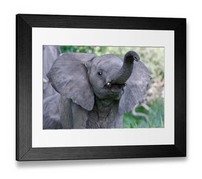 Framed Print : African elephant (Loxodonta africana) juvenile holding up trunk, Okavango Delta, Botswana Framed Print : African elephant (Loxodonta africana) juvenile holding up trunk, Okavango Delta, Botswana