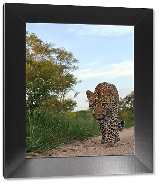 Leopard (Panthera pardus) low angle view of adult walking along track, Okavango Delta