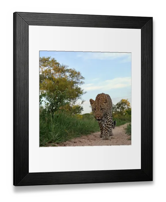 Framed Print : Leopard (Panthera pardus) low angle view of adult walking along track, Okavango Delta Framed Print : Leopard (Panthera pardus) low angle view of adult walking along track, Okavango Delta