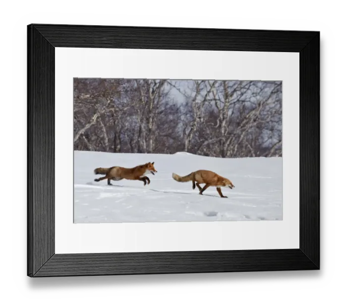 Framed Print : Red fox (Vulpes vulpes) one fox chasing another across snow, Kamchatka, Far east Russia Framed Print : Red fox (Vulpes vulpes) one fox chasing another across snow, Kamchatka, Far east Russia