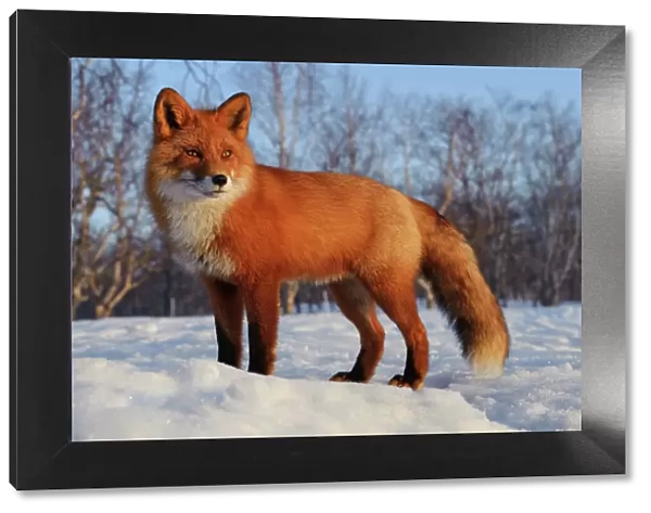 Red fox (Vulpes vulpes) portrait in snow, Kamchatka, Far east Russia, April