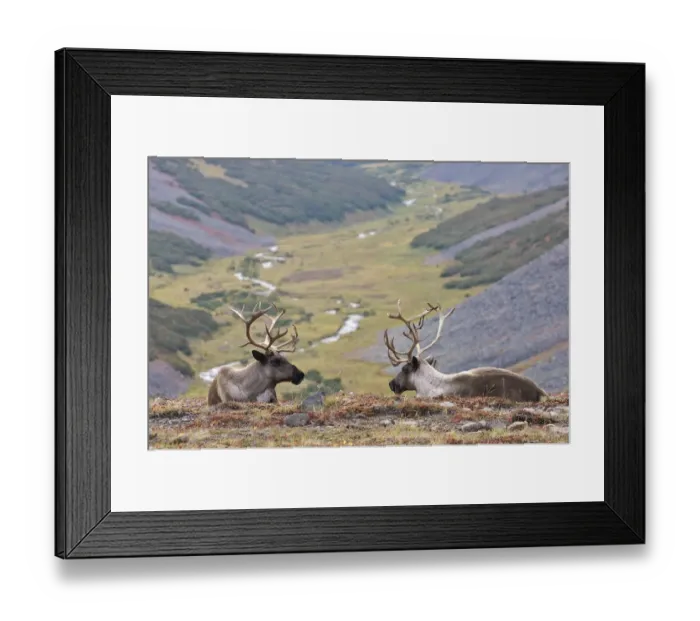 Framed Print : Two Caribou / Reindeer (Rangifer tarandus) resting on hillside with valley in background Framed Print : Two Caribou / Reindeer (Rangifer tarandus) resting on hillside with valley in background