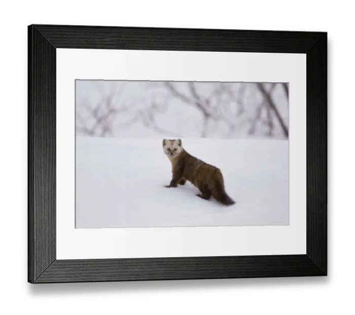 Framed Print : Japanese sable (Martes zibellina) foraging on snow, Kamchatka, far east Russia, May Framed Print : Japanese sable (Martes zibellina) foraging on snow, Kamchatka, far east Russia, May