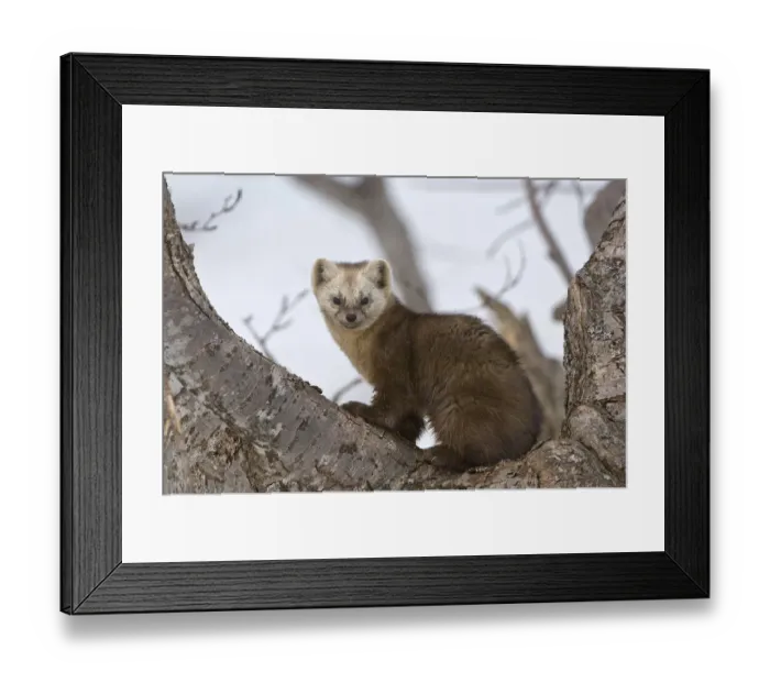 Framed Print : Japanese sable (Martes zibellina) resting in tree, Kamchatka, far east Russia, May Framed Print : Japanese sable (Martes zibellina) resting in tree, Kamchatka, far east Russia, May