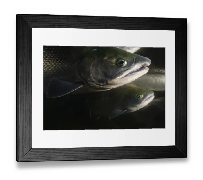 Framed Print : Migrating Salmon (Salmonidae) Lake Kuril, Kamchatka, Far East Russia, August Framed Print : Migrating Salmon (Salmonidae) Lake Kuril, Kamchatka, Far East Russia, August