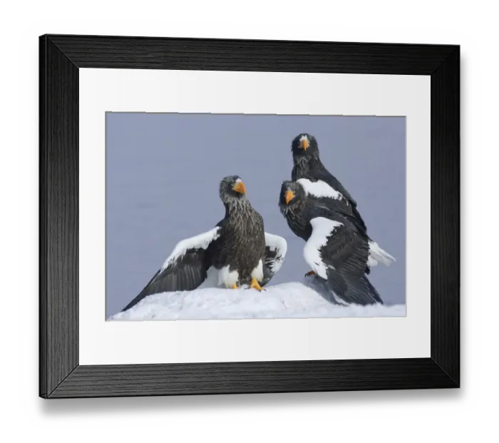 Framed Print : Stellers sea eagle (Haliaeetus pelagicus) three eagles beside Lake Kuril, Kamchatka Framed Print : Stellers sea eagle (Haliaeetus pelagicus) three eagles beside Lake Kuril, Kamchatka