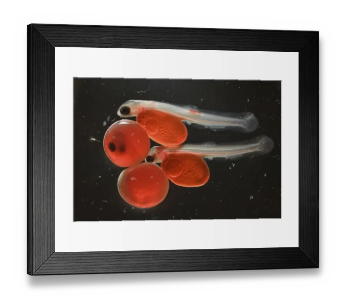 Framed Print : Salmon (Salmonidae) fry with egg case still attached, Lake Kuril, Kamchatka, Far East Russia Framed Print : Salmon (Salmonidae) fry with egg case still attached, Lake Kuril, Kamchatka, Far East Russia