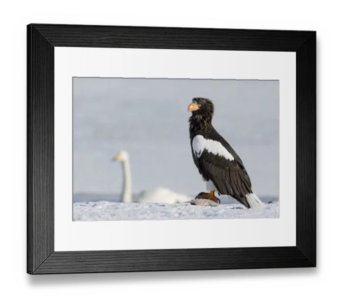 Framed Print : Stellers sea eagle (Haliaeetus pelagicus) with fish prey, Bewick swan in the background Framed Print : Stellers sea eagle (Haliaeetus pelagicus) with fish prey, Bewick swan in the background