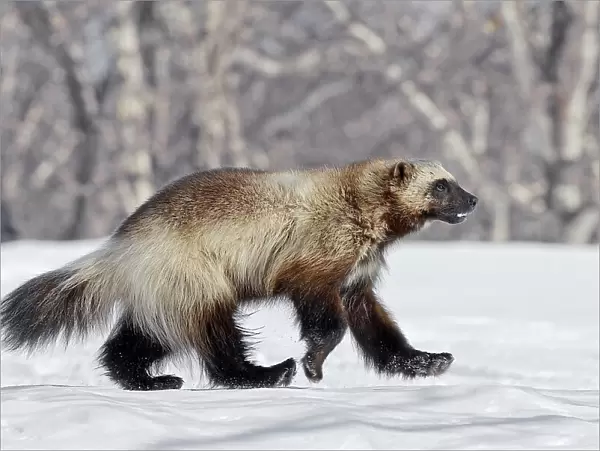 Wolverine (Gulo gulo) walking over snow, Kamchatka, Far East Russia, April 2008