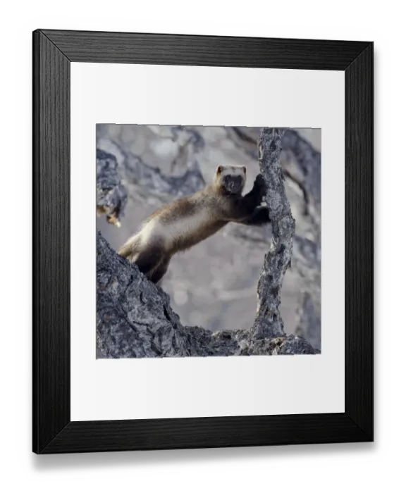 Framed Print : Wolverine (Gulo gulo) climbing birch tree, Kamchatka, Far East Russia, April Framed Print : Wolverine (Gulo gulo) climbing birch tree, Kamchatka, Far East Russia, April