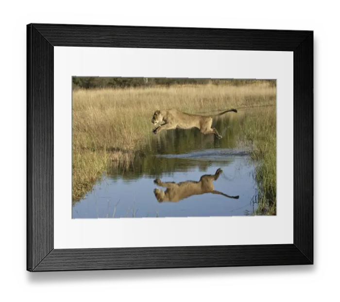 Framed Print : African lion (Panthera leo) lioness leaping over water, reflection in water, Okavango Delta Framed Print : African lion (Panthera leo) lioness leaping over water, reflection in water, Okavango Delta