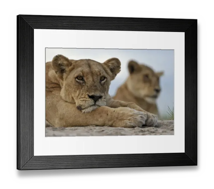Framed Print : African lion (Panthera leo) lioness resting, portrait, Okavango Delta, Botswana, January