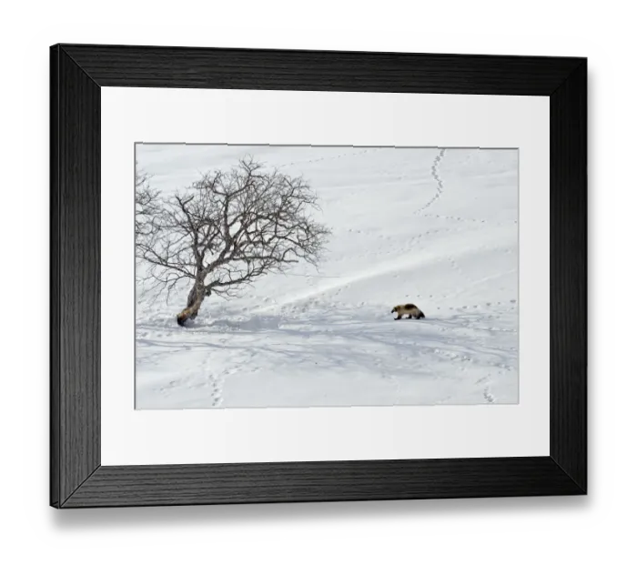 Framed Print : Wolverine (Gulo gulo) crosses snow field covered with animal tracks, Kamchatka, Far East Russia Framed Print : Wolverine (Gulo gulo) crosses snow field covered with animal tracks, Kamchatka, Far East Russia