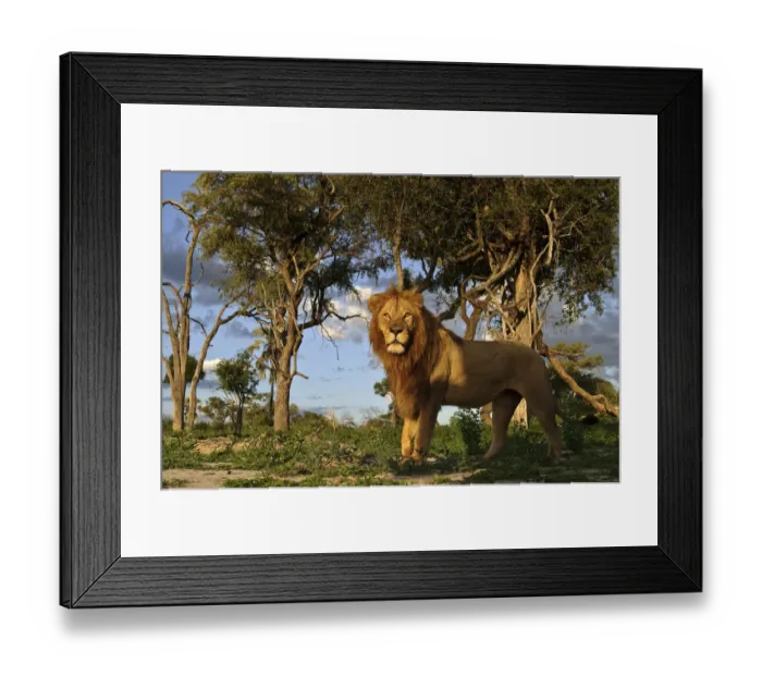 Framed Print : African lion (Panthera leo) male in habitat, Okavango Delta, Botswana, January Framed Print : African lion (Panthera leo) male in habitat, Okavango Delta, Botswana, January