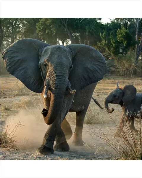 African elephant charging (Loxodonta africana) female with young calf, Okavango Delta