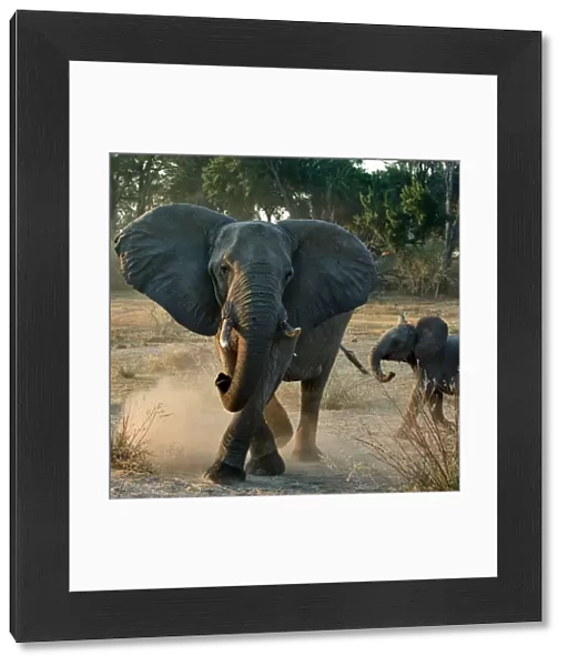 African elephant charging (Loxodonta africana) female with young calf, Okavango Delta