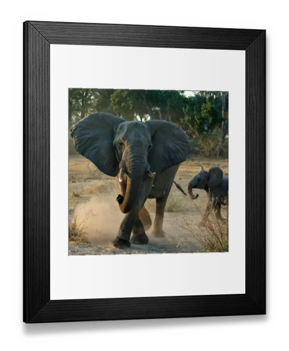 Framed Print : African elephant charging (Loxodonta africana) female with young calf, Okavango Delta Framed Print : African elephant charging (Loxodonta africana) female with young calf, Okavango Delta