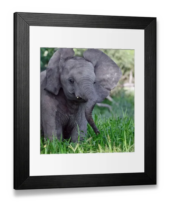 Framed Print : African elephant (Loxodonta africana) juvenile flapping ears, Okavango Delta, Botswana Framed Print : African elephant (Loxodonta africana) juvenile flapping ears, Okavango Delta, Botswana