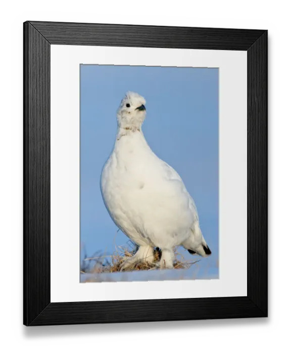 Framed Print : Willow grouse / ptarmigan (Lagopus lagopus) Agapa River, Taimyr Peninsula, Siberia Framed Print : Willow grouse / ptarmigan (Lagopus lagopus) Agapa River, Taimyr Peninsula, Siberia