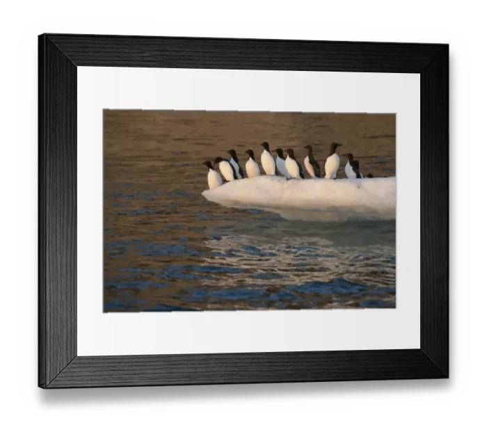 Framed Print : Thick-billed Murre (Uria lomvia) group on edge of ice floe, Wrangel Island, Far Eastern Russia Framed Print : Thick-billed Murre (Uria lomvia) group on edge of ice floe, Wrangel Island, Far Eastern Russia