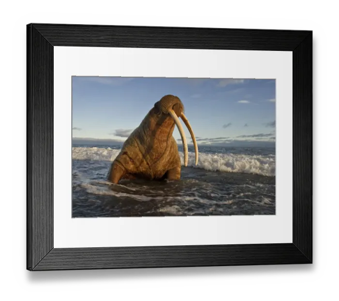 Framed Print : Walrus (Odobenus rosmarus) on coast of Wrangel Island, Far Eastern Russia, September Framed Print : Walrus (Odobenus rosmarus) on coast of Wrangel Island, Far Eastern Russia, September