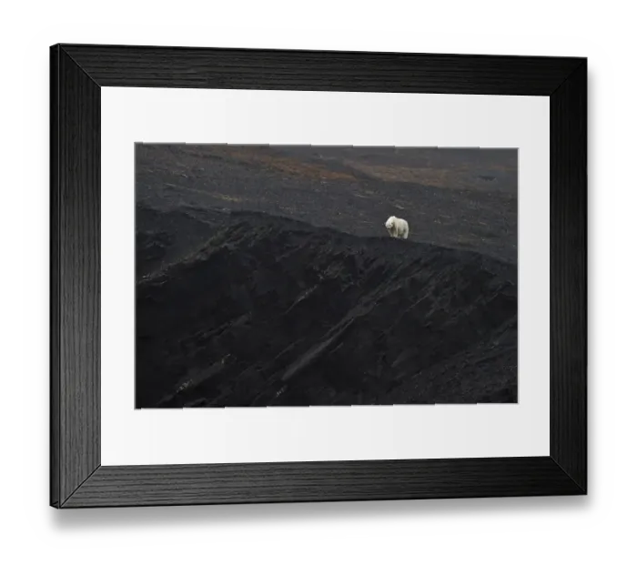 Framed Print : Polar bear (Ursus marinus) in distance, on cliffs, Wrangel Island, Far Eastern Russia Framed Print : Polar bear (Ursus marinus) in distance, on cliffs, Wrangel Island, Far Eastern Russia