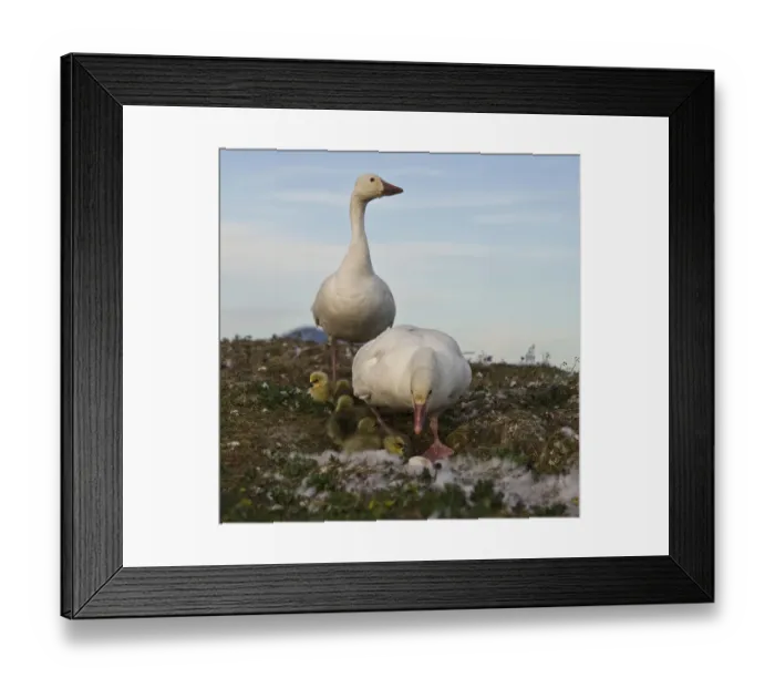 Framed Print : Snow geese (Chen caerulescens caerulescens) pair with chicks at nest, Wrangel Island Framed Print : Snow geese (Chen caerulescens caerulescens) pair with chicks at nest, Wrangel Island