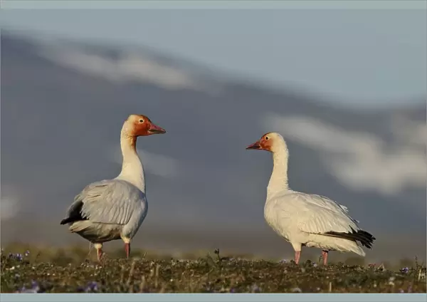 Snow geese (Chen caerulescens caerulescens) pair in habitat, with rusty orange faces