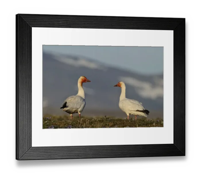 Framed Print : Snow geese (Chen caerulescens caerulescens) pair in habitat, with rusty orange faces Framed Print : Snow geese (Chen caerulescens caerulescens) pair in habitat, with rusty orange faces