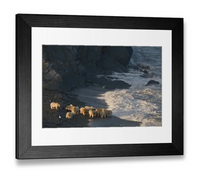Framed Print : Polar bear (Ursus maritimus) group feeding on carcass on beach, Wrangel Island, Far Eastern Russia Framed Print : Polar bear (Ursus maritimus) group feeding on carcass on beach, Wrangel Island, Far Eastern Russia