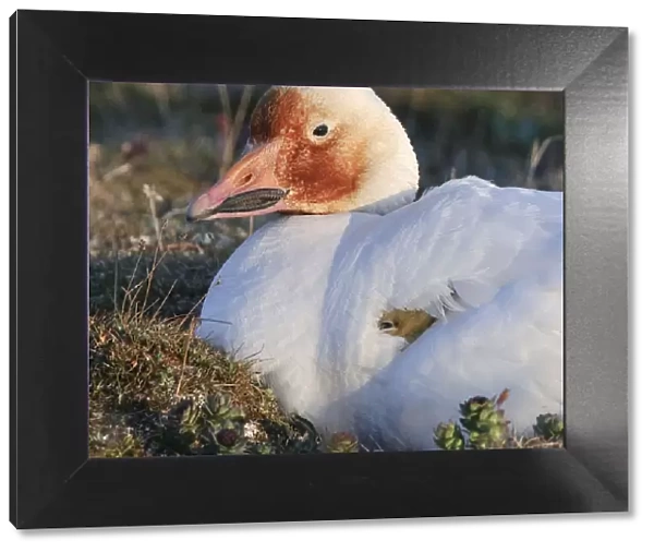 Snow goose (Chen caerulescens caerulescens) brooding chicks, with rusty orange face