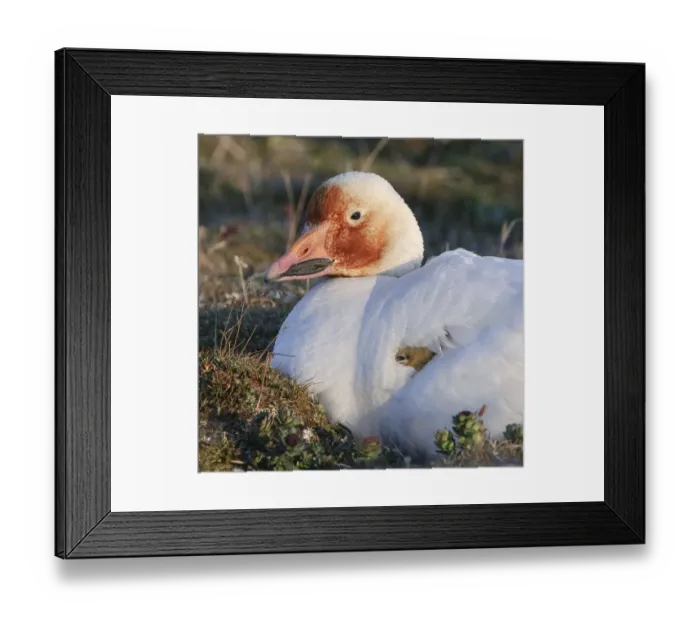Framed Print : Snow goose (Chen caerulescens caerulescens) brooding chicks, with rusty orange face Framed Print : Snow goose (Chen caerulescens caerulescens) brooding chicks, with rusty orange face