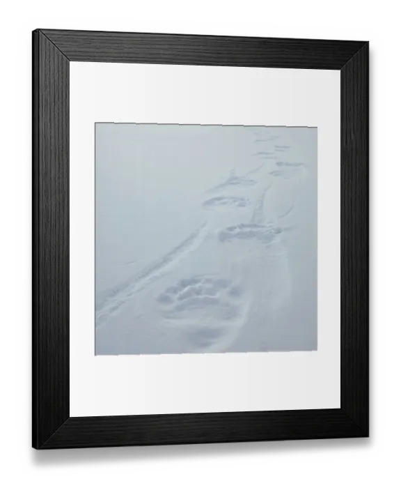 Framed Print : Polar bear (Ursus martimus) footprints in snow, Wrangel Island, Far Eastern Russia, March