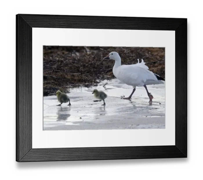 Framed Print : Snow goose (Chen caerulescens caerulescens) parent with chicks walking across ice Framed Print : Snow goose (Chen caerulescens caerulescens) parent with chicks walking across ice